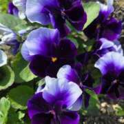 ヒメ日記 2026/03/17 12:18 投稿 あずさ 佐賀人妻デリヘル 「デリ夫人」