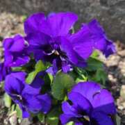 ヒメ日記 2026/03/20 09:12 投稿 あずさ 佐賀人妻デリヘル 「デリ夫人」