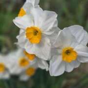 ヒメ日記 2026/04/08 14:12 投稿 あずさ 佐賀人妻デリヘル 「デリ夫人」