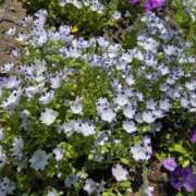 ヒメ日記 2026/04/11 08:42 投稿 あずさ 佐賀人妻デリヘル 「デリ夫人」