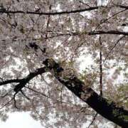 ヒメ日記 2026/04/05 16:47 投稿 いずみ あとりえ(ATELIER)