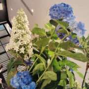 ヒメ日記 2026/06/25 14:35 投稿 いずみ あとりえ(ATELIER)