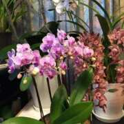 ヒメ日記 2026/02/28 15:09 投稿 艶やか美人きり 嗚呼、四十五歳以上