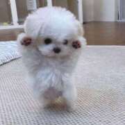 さら 明日待ってます🐶 シルクハット