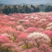 神城まつり 本日はありがとうございました 五十路マダムエクスプレス船橋店(カサブランカグループ)