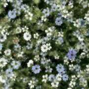 ヒメ日記 2026/03/31 20:17 投稿 しずく マネLOVE