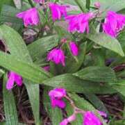 ヒメ日記 2026/04/23 23:19 投稿 ひとみ 完熟ばなな 谷九店