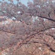 ヒメ日記 2026/04/06 07:11 投稿 あんず 木更津人妻花壇