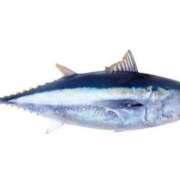 ヒメ日記 2026/02/27 19:30 投稿 ひのり Beppin house