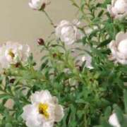 ヒメ日記 2026/01/17 20:35 投稿 さおり 群馬渋川水沢ちゃんこ