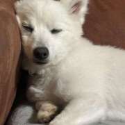 ヒメ日記 2026/03/20 10:42 投稿 りく 美熟女倶楽部Hip's 春日部店