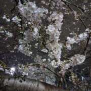 ヒメ日記 2026/03/30 19:00 投稿 吉野 なお こあくまな熟女たち 本厚木店(KOAKUMAグループ)