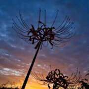 ヒメ日記 2026/01/29 18:57 投稿 坂本 五反田人妻城