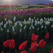 ヒメ日記 2026/02/17 09:44 投稿 坂本 五反田人妻城