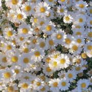 ヒメ日記 2026/01/16 17:00 投稿 麗羅-れいら 熟女10000円デリヘル 川崎