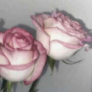 ヒメ日記 2026/01/17 08:30 投稿 麗羅-れいら 熟女10000円デリヘル横浜