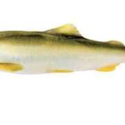 ヒメ日記 2026/01/30 19:40 投稿 ふじこ クラブレア南大阪