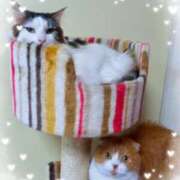 ヒメ日記 2026/02/03 21:16 投稿 桐谷かな プレジデントハウス