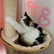 ヒメ日記 2026/02/11 21:31 投稿 桐谷かな プレジデントハウス