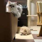 ヒメ日記 2026/02/16 18:45 投稿 桐谷かな プレジデントハウス