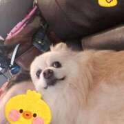 ヒメ日記 2026/03/31 08:00 投稿 桐谷かな プレジデントハウス