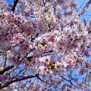 ヒメ日記 2026/04/06 18:42 投稿 さつき ぽちゃカワ女子専門店　藤沢湘南店