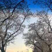 ヒメ日記 2026/04/18 21:19 投稿 らん G-SCANDAL