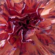 れいこ 告知🏆️1/24 浜松人妻援護会