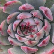 ヒメ日記 2026/01/28 12:32 投稿 ひとみ 熟女の風俗最終章 宇都宮店