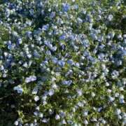 ヒメ日記 2026/01/15 10:27 投稿 ゆづは 岐阜岐南各務原ちゃんこ