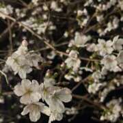 ヒメ日記 2026/03/27 23:40 投稿 まどか いざ候 本館