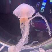 ヒメ日記 2026/01/17 02:20 投稿 ミツ ドMな奥様 大阪本店