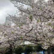 ヒメ日記 2026/04/01 12:45 投稿 月美(つきみ) 渋谷蘭の会