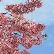 ヒメ日記 2026/04/03 12:16 投稿 りこ 吉原ファーストレディ