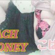 ヒメ日記 2026/01/31 16:30 投稿 こはく ピーチハニー