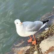 ヒメ日記 2026/04/01 14:44 投稿 特別➖SPECIAL➖ GOOD-グッド-