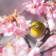 ヒメ日記 2026/03/20 10:41 投稿 Aika Yuzuki PRECIOUS