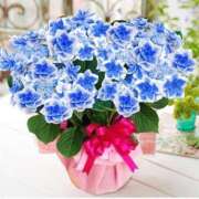 Aika Yuzuki Mothers Day💐 PRECIOUS