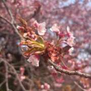 ヒメ日記 2026/02/20 16:13 投稿 さくら 川越ぷよステーション