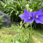 ヒメ日記 2026/06/29 15:00 投稿 かいり エンジェルシリカ