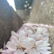 ヒメ日記 2026/01/26 20:19 投稿 ナルミ 【福岡デリヘル】20代・30代★博多で評判のお店はココです！