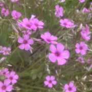 ヒメ日記 2026/07/02 10:03 投稿 白石ゆいか 地元女子のメンズエステ AROMA DREAM