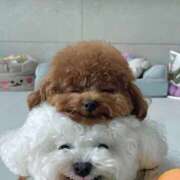 ヒメ日記 2026/02/11 01:57 投稿 葉月めい Aroma The Rich