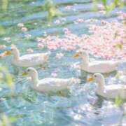 ヒメ日記 2026/03/07 03:57 投稿 葉月めい Aroma The Rich