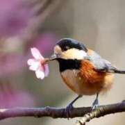 ヒメ日記 2026/04/22 03:37 投稿 葉月めい Aroma The Rich
