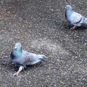 ヒメ日記 2026/02/12 11:43 投稿 まなみ 松戸角海老岩瀬店