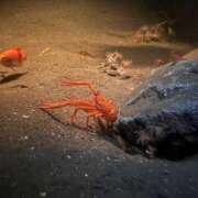 ヒメ日記 2026/01/19 22:27 投稿 蘭 Grace東京