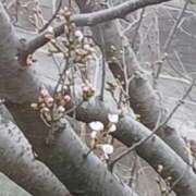 ヒメ日記 2026/03/25 01:15 投稿 ゆめ 熟女家 ミナミエリア店