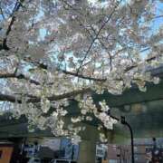 ヒメ日記 2026/04/02 11:05 投稿 ゆめ 熟女家 ミナミエリア店