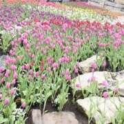 ヒメ日記 2026/04/02 22:10 投稿 茉友華/まゆか ANEJE～アネージュ池袋～(ユメオト)